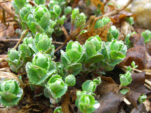 Dew on Plant Buds