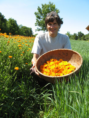 Calendula