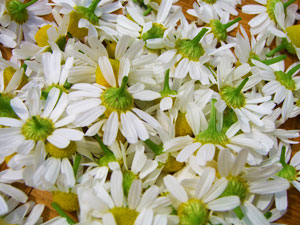 Chamomile