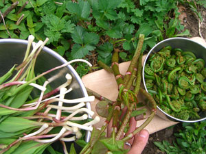 Culinary Herbs