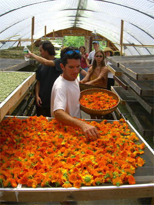 Drying Calendula