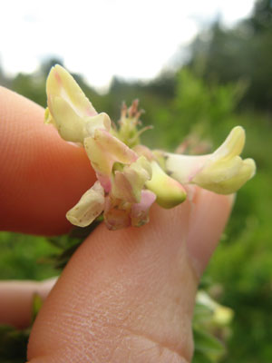 Holding a Flower