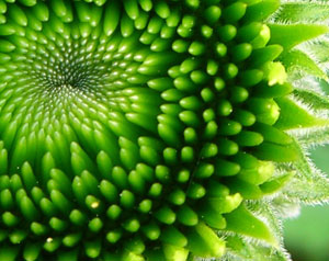 Fractal Flower