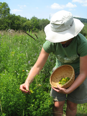 Gathering Herbs