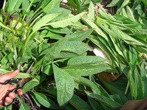 Harvesting Comfrey Leaves