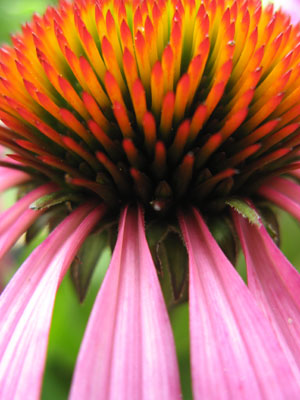 Purple Cone Flower