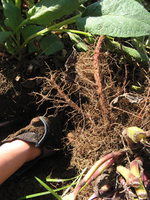 Harvesting Roots