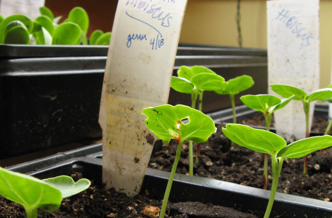 Seedlings