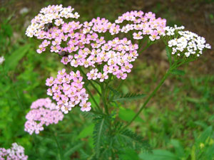 Yarrow